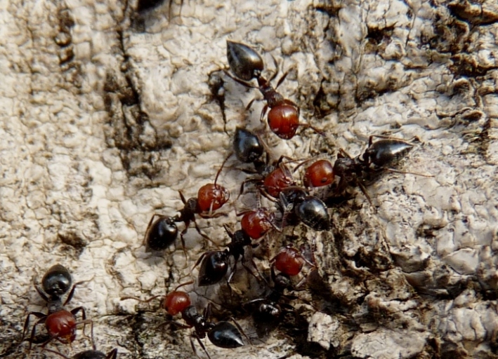 Crematogaster scutellaris: primo piano